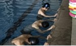 公司组织全体员工进行每周两次的游泳活动，并配专业教练进行现场指导教学